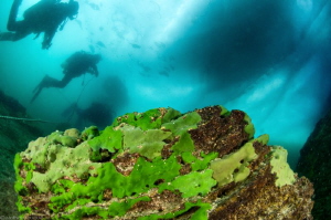 under the ice of the Baikal lake (Siberia) by Mathieu Foulquié 